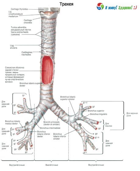 trachea. Istraktura ng trachea
